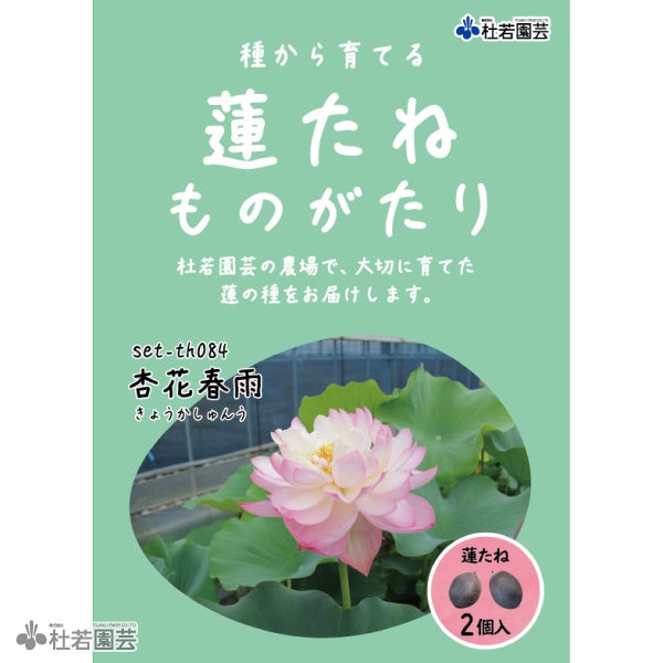 5袋までメール便対応】蓮たねものがたり-杏花春雨（きょうかしゅんう