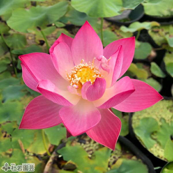 5袋までメール便対応】蓮たねものがたり-玉繍在来八幡宮（ぎょくしゅ