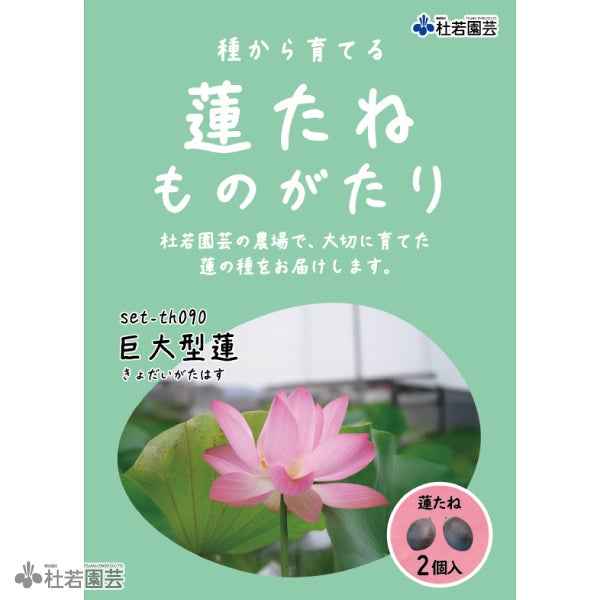 5袋までメール便対応】蓮たねものがたり-巨大型蓮（きょだいがたはす