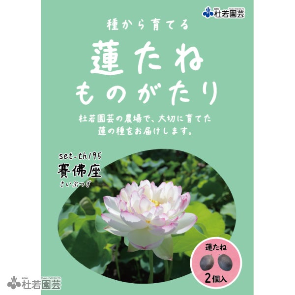 蓮、ハス】賽佛座(さいぶつざ)【中・大型種】 | 杜若園芸WEBショップ