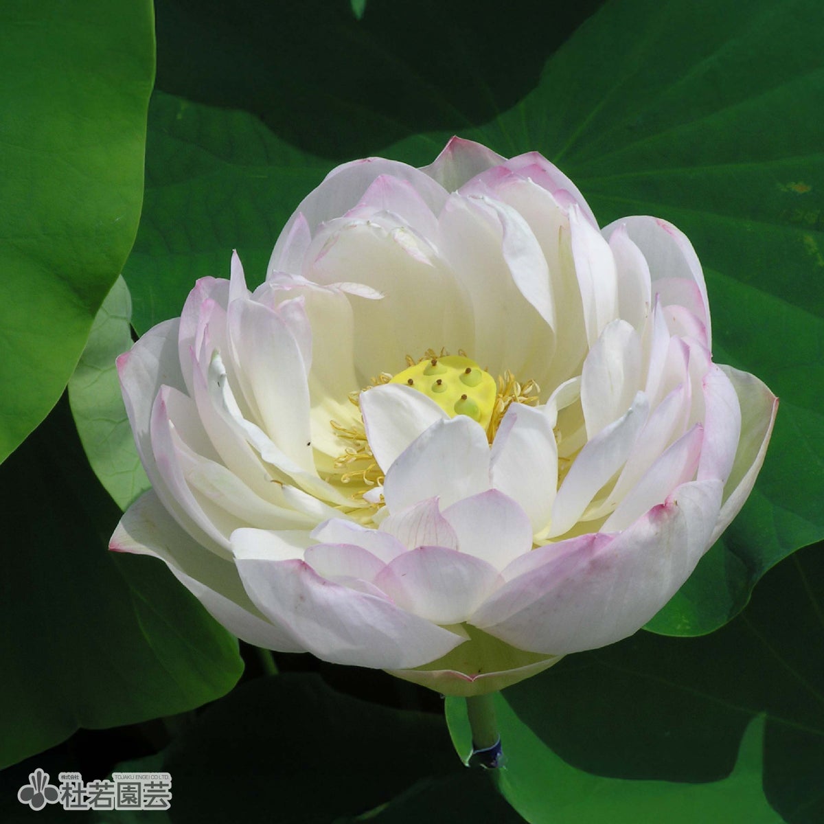 寿星桃（じゅせいとう）