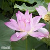 城陽蓮