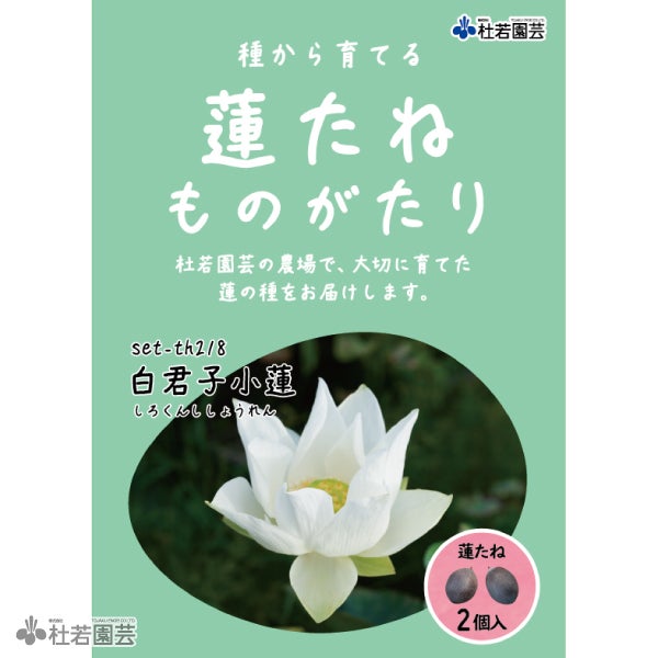 蓮、ハス】武漢碗蓮C系(ぶかんわんれんCけい)【小型種】 | 杜若園芸