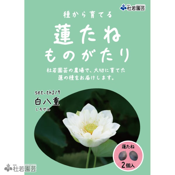 5袋までメール便対応】蓮たねものがたり-白八重(しろやえ)【中・大型種