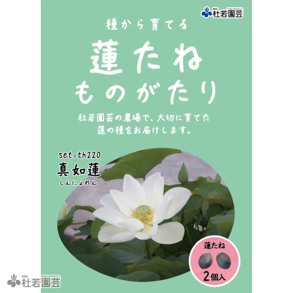 5袋までメール便対応】蓮たねものがたり-真如蓮(しんにょれん)【中型種
