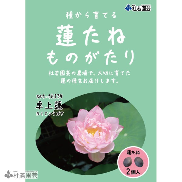 蓮の苗1個(Q201) 蓮、ハス】賽佛座(さいぶつざ)【中・大型種】 | 杜若園芸WEBショップ