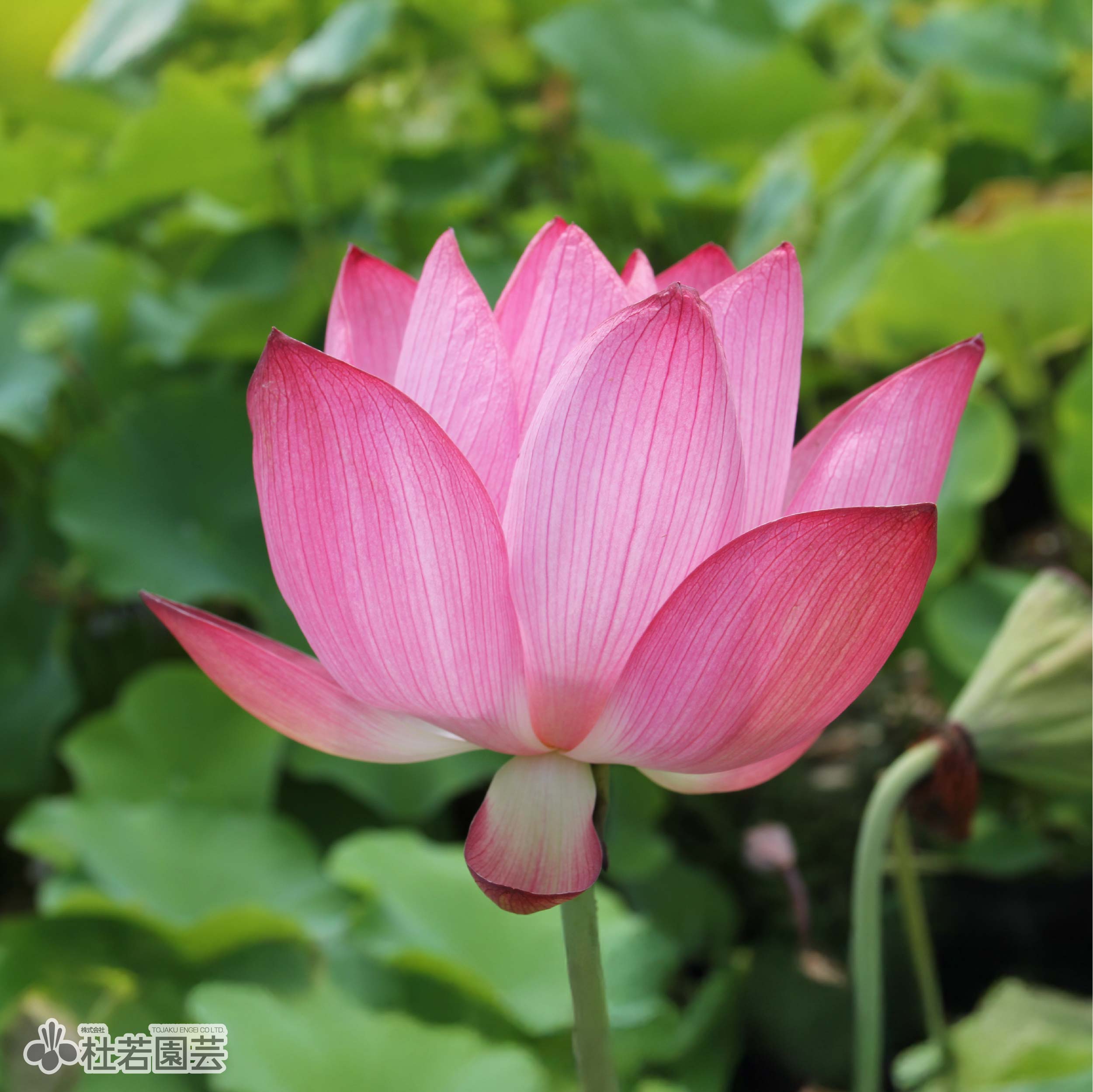 5袋までメール便対応】蓮たねものがたり-中国食実蓮(ちゅうごくしょく