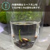 長紅蓮