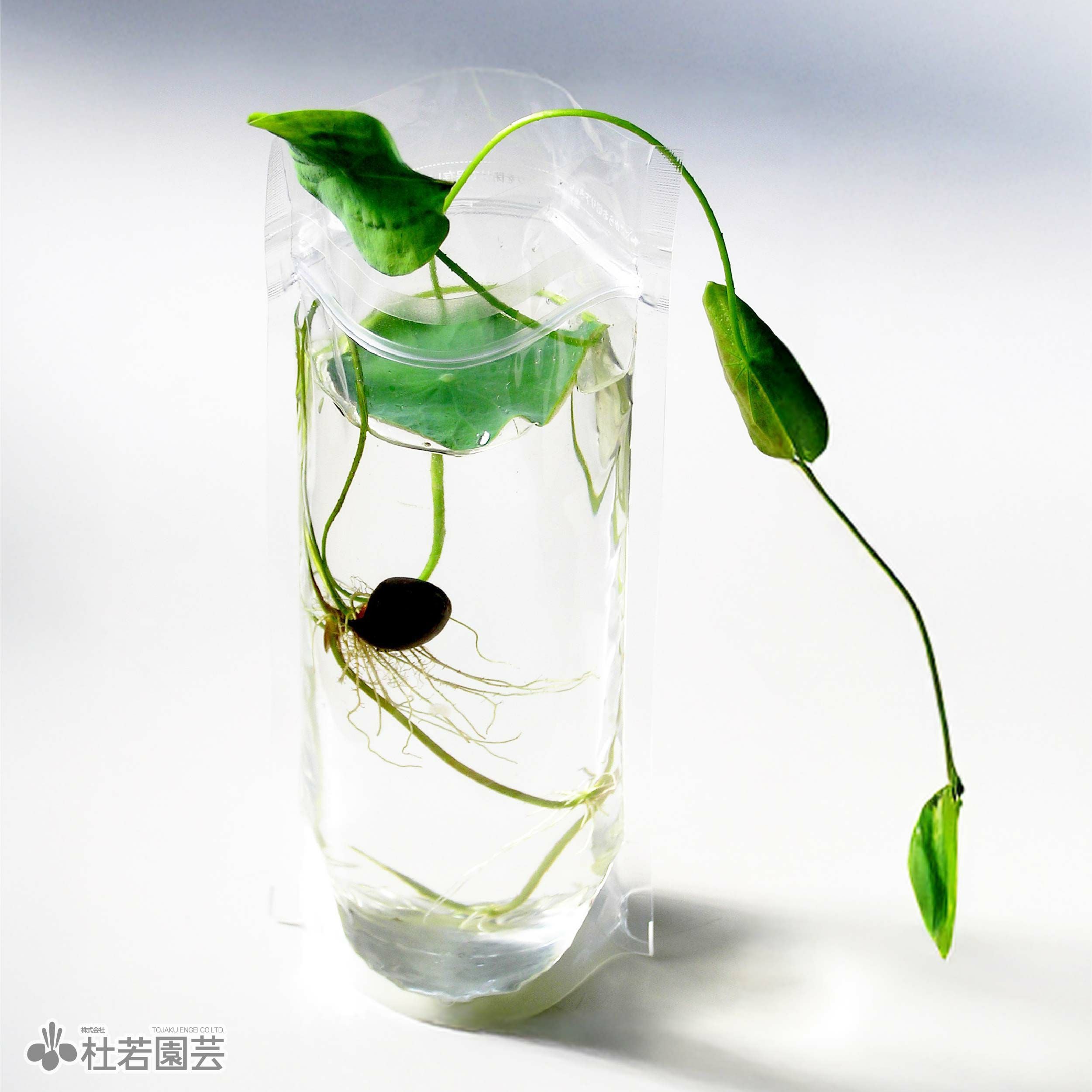 5袋までメール便対応】蓮たねものがたり-白雲碗蓮（はくうんわんれん