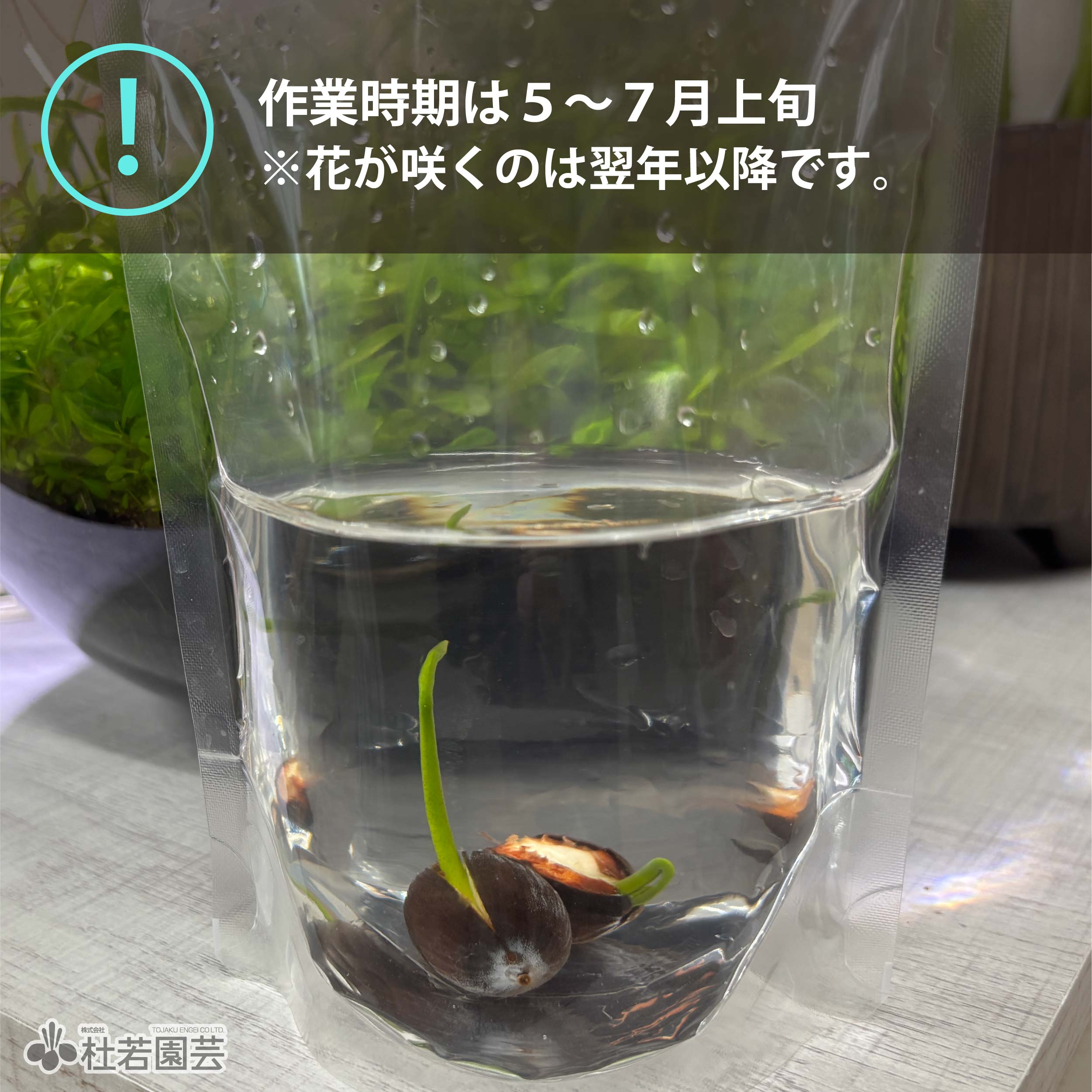 5袋までメール便対応】蓮たねものがたり-彦根城蓮（ひこねじょうはす