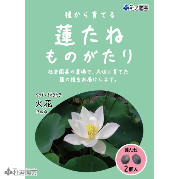 蓮、ハス】火花(ひばな)【小型種】 | 杜若園芸WEBショップ｜水草の生産