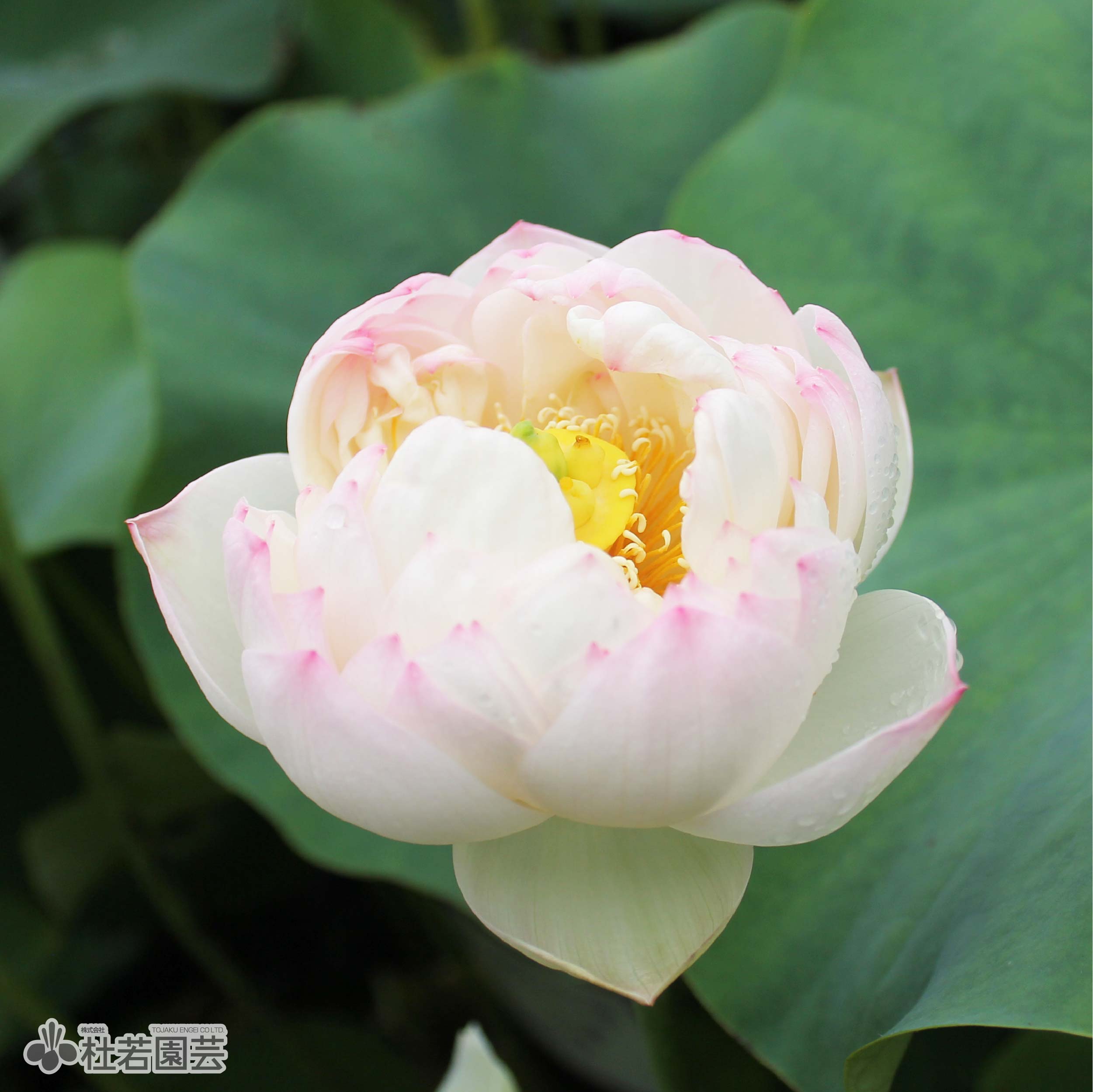 5袋までメール便対応】蓮たねものがたり-葵花向陽(ひまわり)【小型種