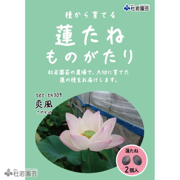 5袋までメール便対応】蓮たねものがたり-中日友誼蓮(ちゅうにちゆうぎ