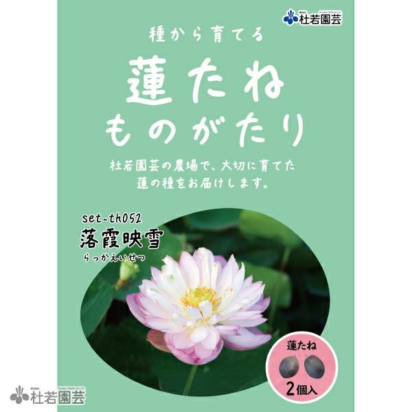 5袋までメール便対応】蓮たねものがたり-南観世(みなみかんぜ)【小型種