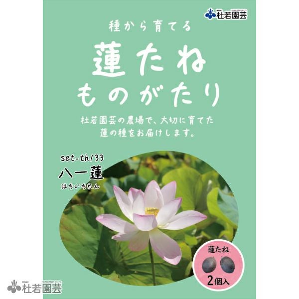 5袋までメール便対応】蓮たねものがたり-八一蓮(はちいちれん)【小型種