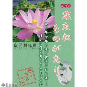 白洋澱紅蓮（はくようでんこうれん）　