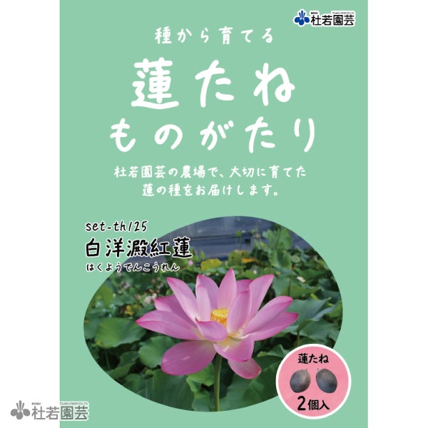 白洋澱紅蓮（はくようでんこうれん）　