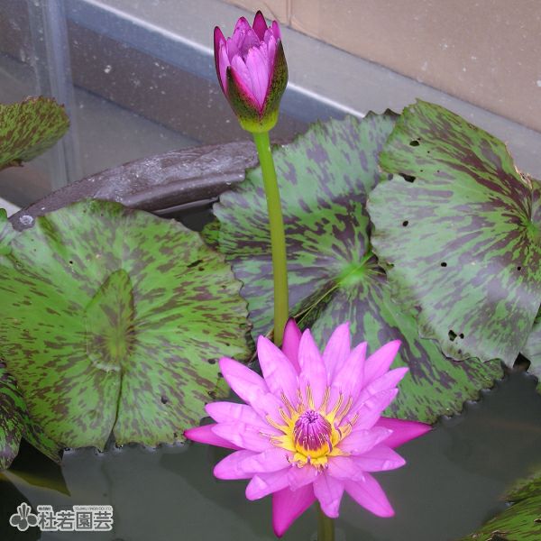 熱帯睡蓮　Dragon Ball② バルブ苗 ☆熱帯スイレン睡蓮「ムーン・ビーム」芽出し確認バルブ苗☆ - メルカリ