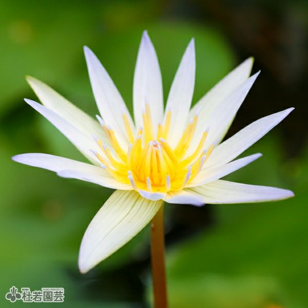 スイレン】 ドウベン(熱帯睡蓮) 19cmカゴ | 杜若園芸WEBショップ｜水草