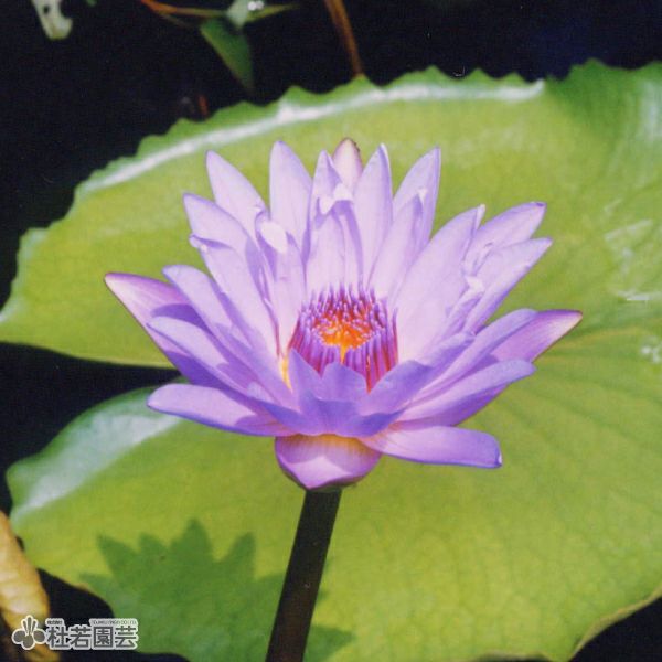 ラッコ出品　熱帯睡蓮① スイレン】 オーガスコック(熱帯睡蓮) 19cmカゴ | 杜若園芸WEBショップ