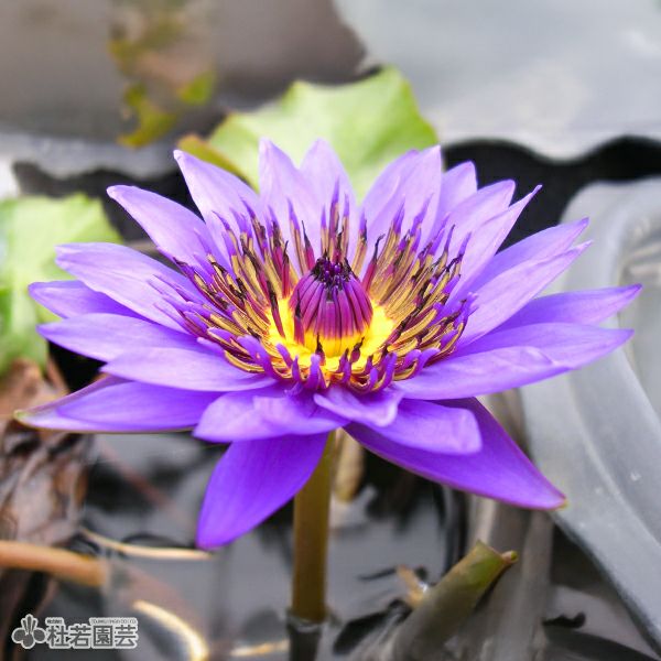 熱帯スイレン | 杜若園芸WEBショップ｜水草の生産販売【通販ショップ】