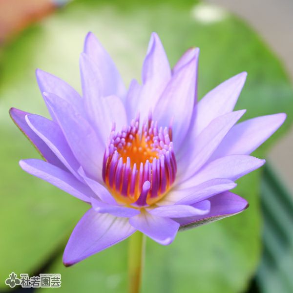 熱帯スイレン | 杜若園芸WEBショップ｜水草の生産販売【通販ショップ】