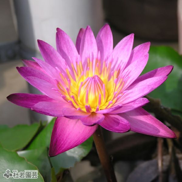 睡蓮③ 000000001626-01.jpg?size=l&w=