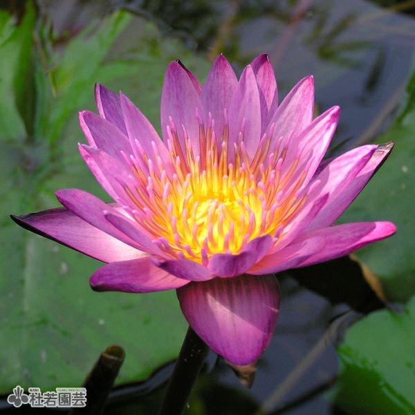 スイレン】 マミヨ(熱帯睡蓮) 19cmカゴ | 杜若園芸WEBショップ｜水草の