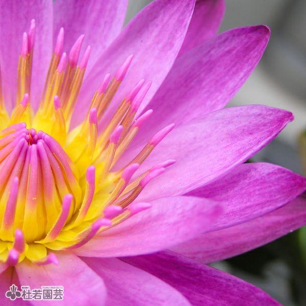 スイレン】 マミヨ(熱帯睡蓮) 19cmカゴ | 杜若園芸WEBショップ｜水草の