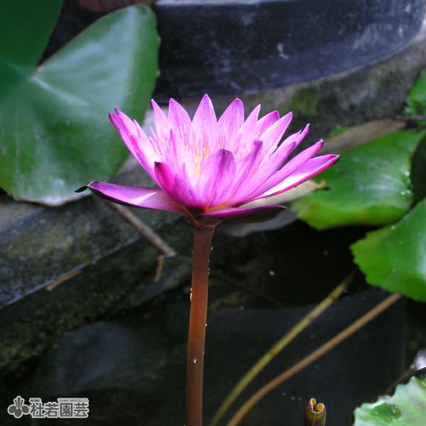 スイレン】 マミヨ(熱帯睡蓮) 19cmカゴ | 杜若園芸WEBショップ｜水草の