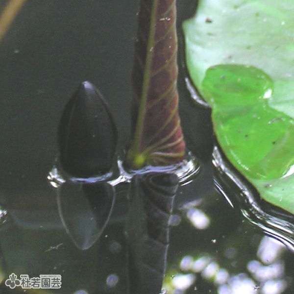 スイレン】 マミヨ(熱帯睡蓮) 19cmカゴ | 杜若園芸WEBショップ｜水草の