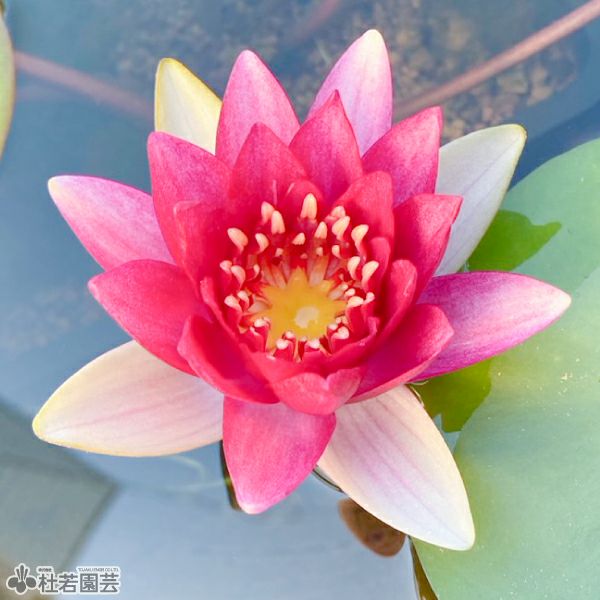 温帯睡蓮　ダイヤモンドクラウン　2.0cm程度 温帯睡蓮 ダイヤモンドクラウン 2.0cm程度 【公式通販】