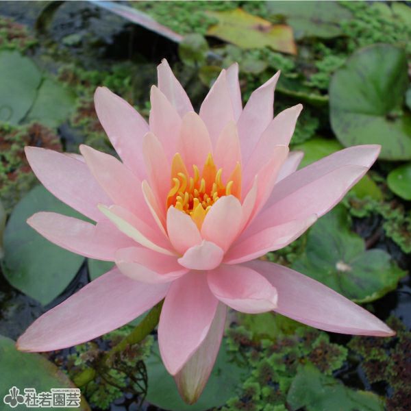 耐寒性睡蓮 ブンラクサー 温帯睡蓮 水生植物 約8cm スイレン】プッタラクサー(温帯睡蓮) 19cmカゴ | 杜若園芸WEBショップ