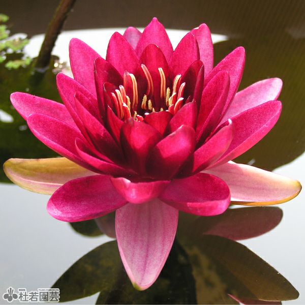 スイレン】オールモストブラック（温帯睡蓮）12cmポット | 杜若園芸WEB