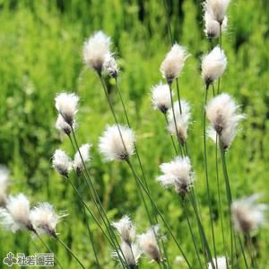 水生植物】ホシクサsp.クチ | 杜若園芸WEBショップ｜水草の生産販売