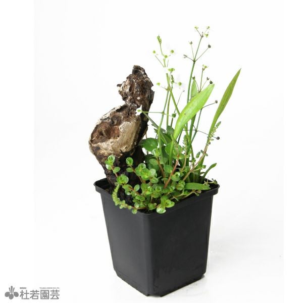 ビオトープ用角ポットアレンジD | 杜若園芸WEBショップ｜水草の生産