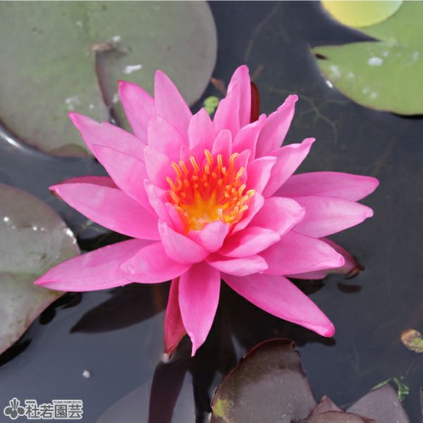水蓮 スイレン】 タンクワン(温帯睡蓮) 19cmカゴ | 杜若園芸WEBショップ