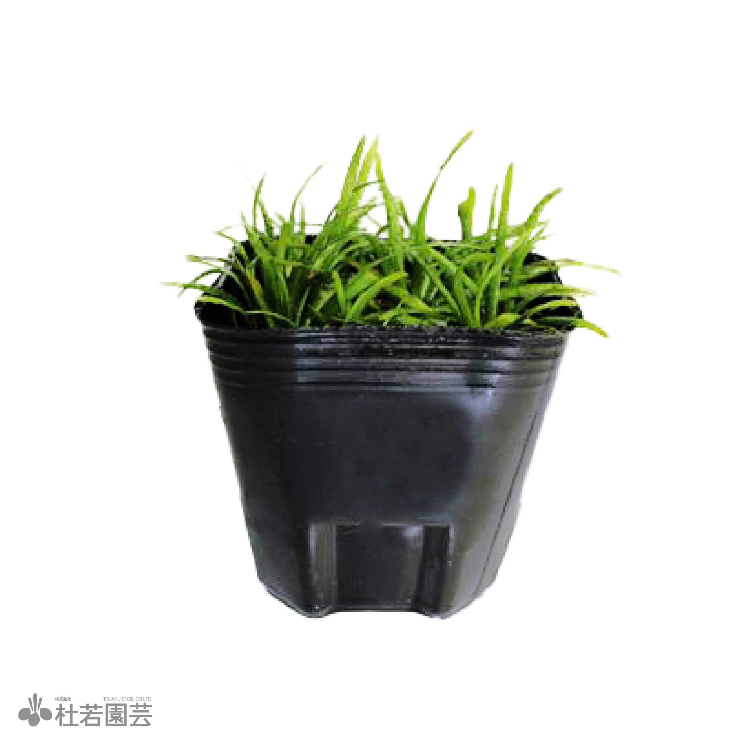 水生植物】ホシクサsp.クチ | 杜若園芸WEBショップ｜水草の生産販売