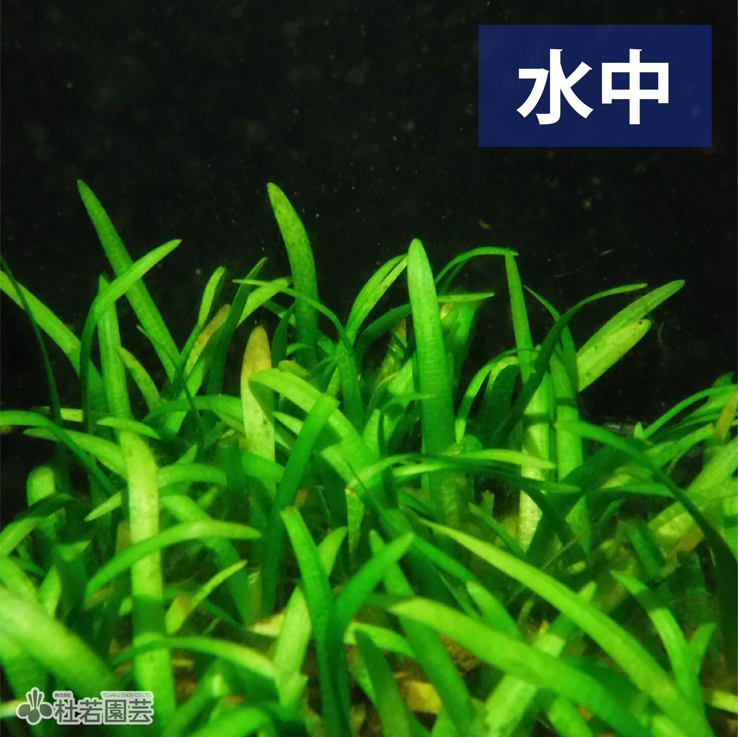 水生植物】 ピグミーチェーン サジタリア | 杜若園芸WEBショップ｜水草