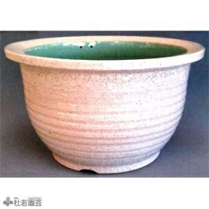 メダカにおすすめ！メダカ鉢】 白カスミ15号 | 杜若園芸WEBショップ