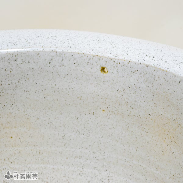 メダカにおすすめ！メダカ鉢】 白カスミ15号 | 杜若園芸WEBショップ