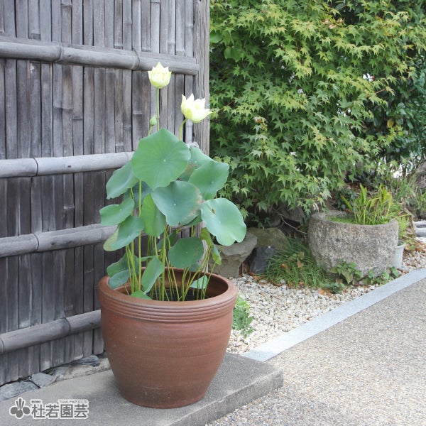 化粧鉢 陶器鉢（EW2192 大） | 杜若園芸WEBショップ｜水草の生産販売【通販