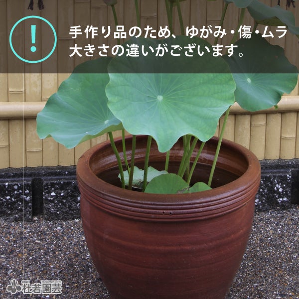 陶器鉢（EW2192 大） | 杜若園芸WEBショップ｜水草の生産販売【通販