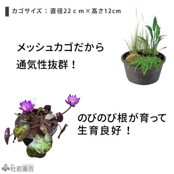 スイレン、水生植物におすすめ！】丸型植物カゴ（22cm） | 杜若園芸WEB