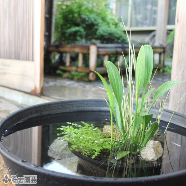 スイレン、水生植物におすすめ！】丸型植物カゴ（22cm） | 杜若園芸WEB
