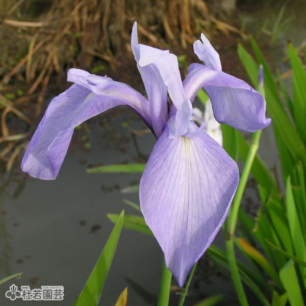 カキツバタ 濡鷺(ぬれさぎ)12cmポット | 杜若園芸WEBショップ｜水草
