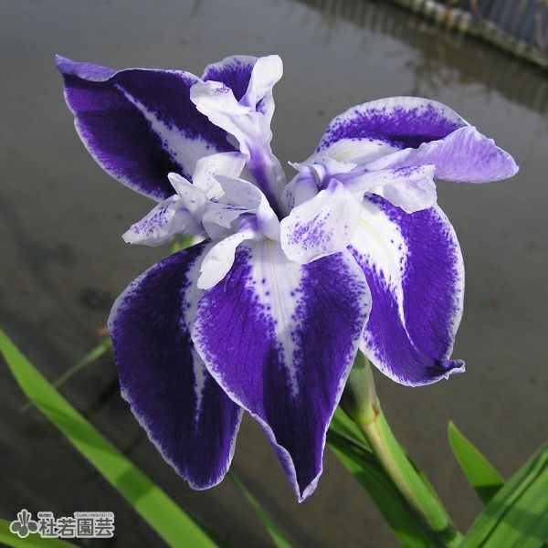 カキツバタ 舞孔雀(まいくじゃく)12cmポット | 杜若園芸WEBショップ