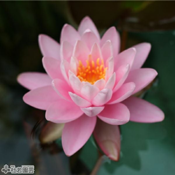 スイレン】 オールモストブラック（温帯睡蓮） 19cmカゴ | 杜若園芸WEB