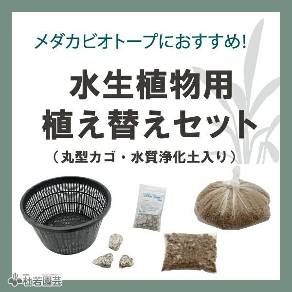 株式会社 杜若園芸｜水草の生産販売【通販ショップ】