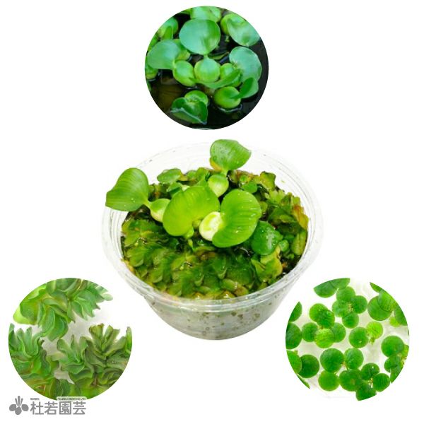 メダカ、たまやメダカ商品、水草などの植物 たまやメダカ たまやの乳酸菌 500ml ×2本 めだか 針子 餌 エサ PSB